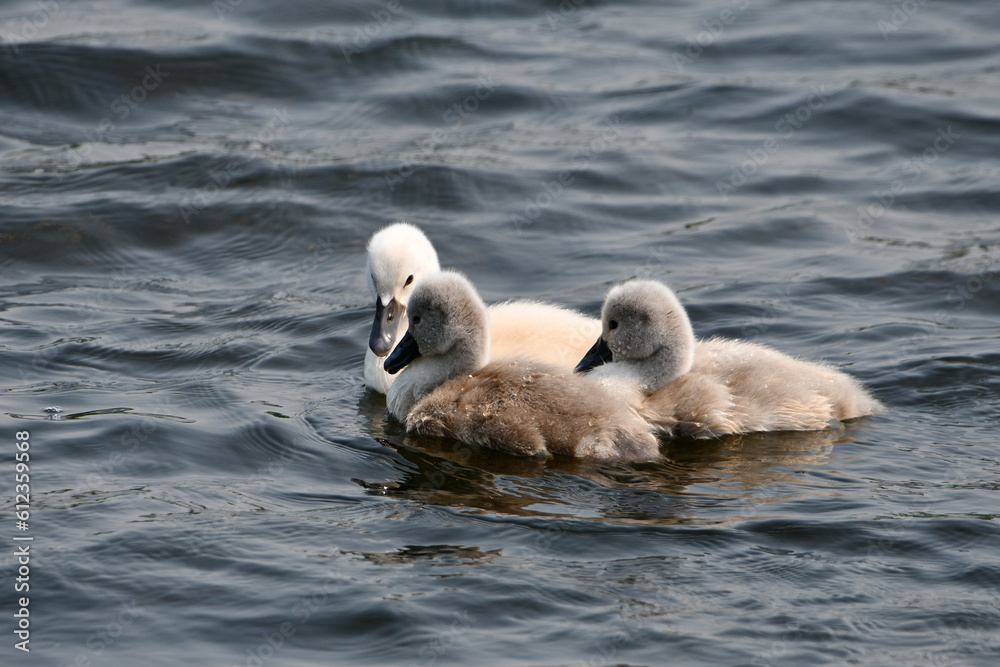 Fototapeta premium Three baby cygnet Mute swans swimming on lake