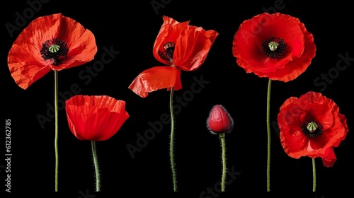 collection of beautiful red poppy flowers and twigs, isolated, flat lay, ai generated
