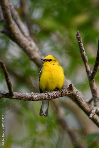Close up of a Blue- winged Warbler bird in forest