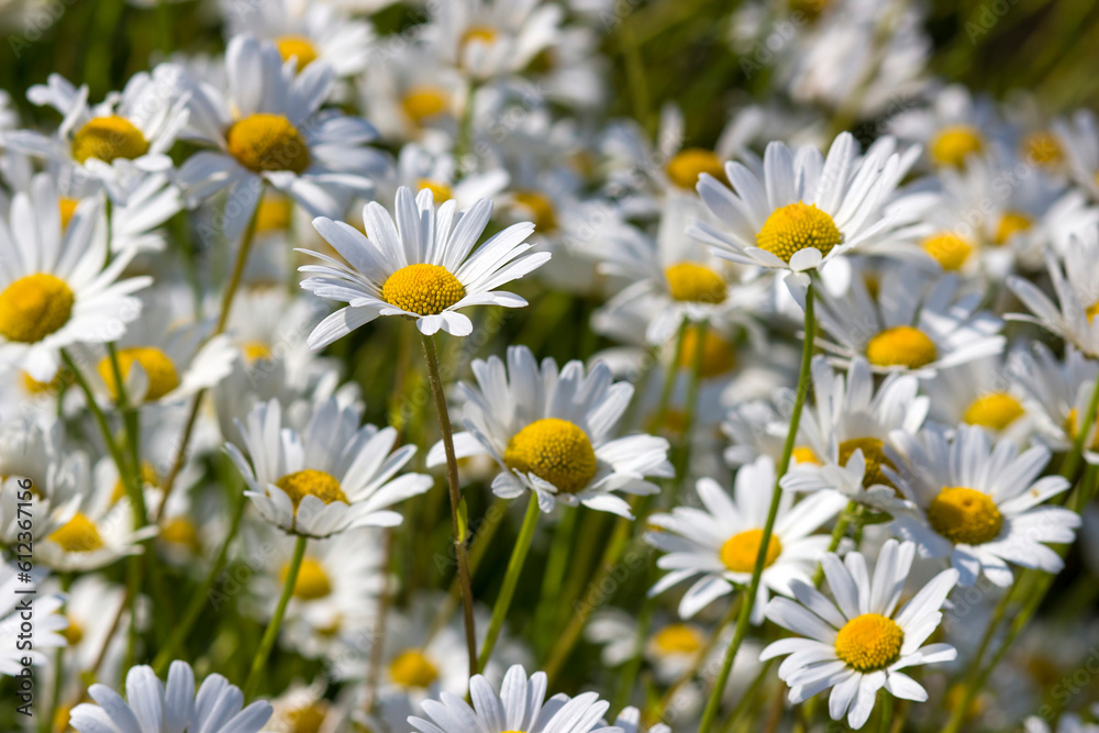 Fototapeta premium Ox-eye Daisy (Leucanthemum vulgare) in garden