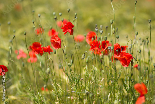 in the barley field - wild poppy flowers - soft focus
