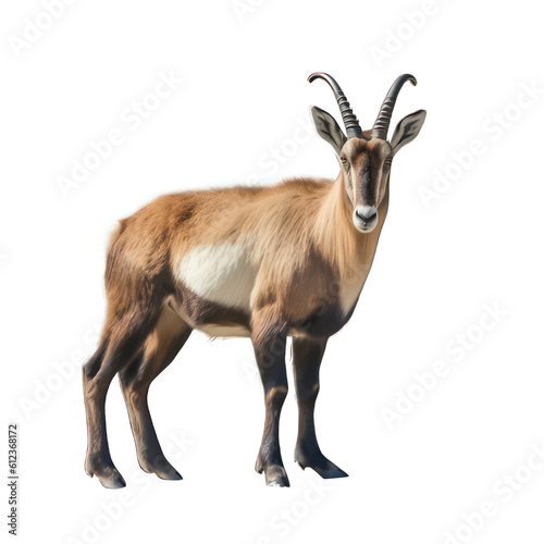 Alpine chamois isolated on white created with Generative AI photo