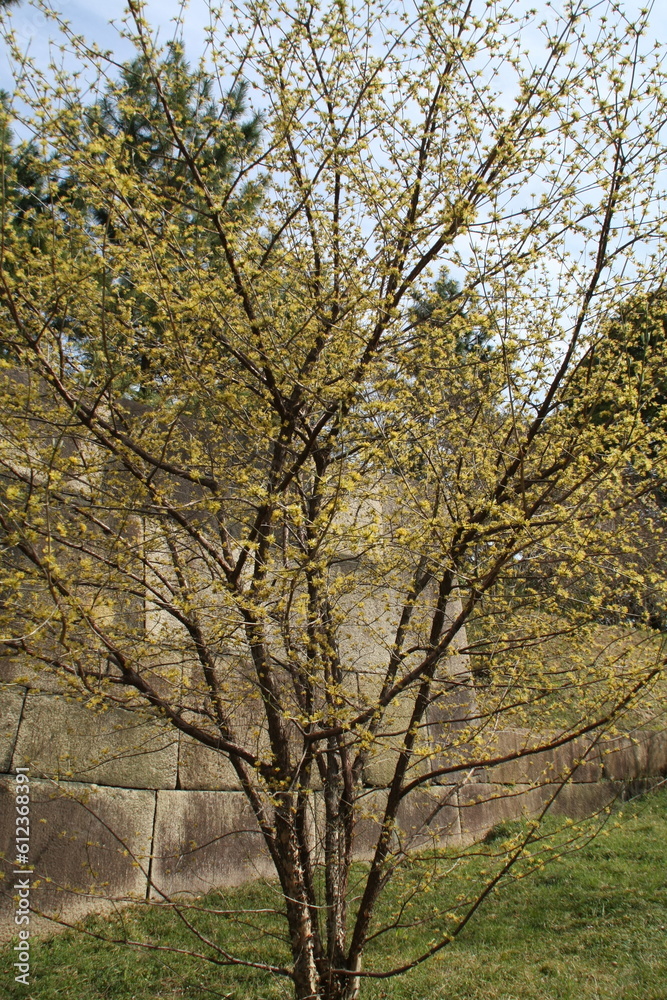 trees in spring