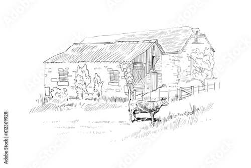 Farm sketch. Cows are grazing in a meadow. Rural landscape hand drawn vector illustration.