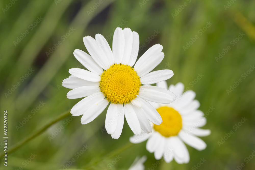 Fototapeta premium Sweet chamomile (Chamaemelum nobile) herb plant
