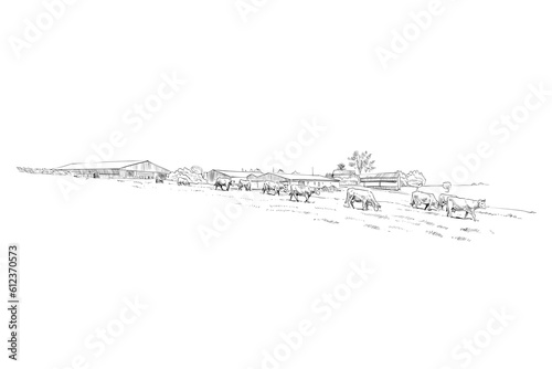 Farm sketch. Cows are grazing in a meadow. Rural landscape hand drawn vector illustration.