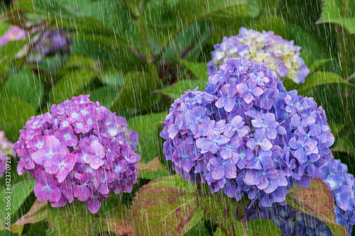 紫陽花　雨強調　滋賀県全長寺