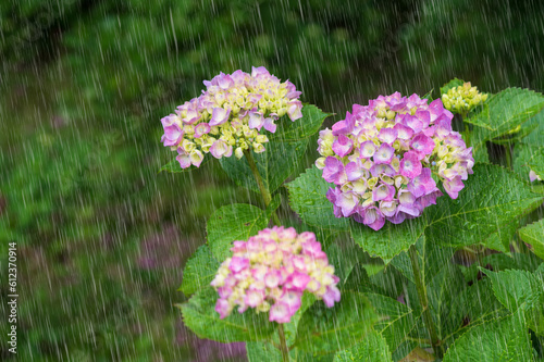 紫陽花　雨強調　滋賀県全長寺