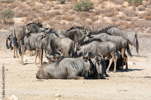 Blue Wildebeest