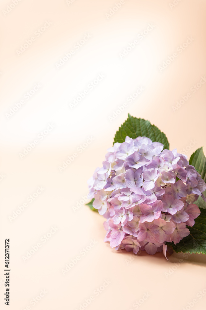 Obraz premium 満開のアジサイ