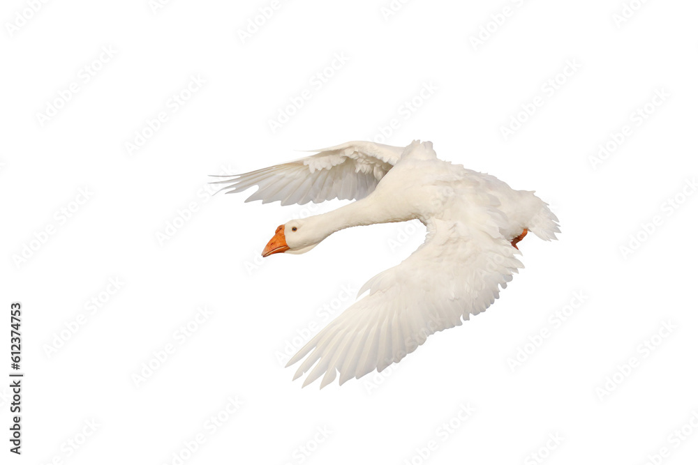 Obraz premium Beautiful of American pekin flying isolated on transparent background png file