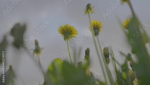 Green meadow with dandelion flowers swaying in light wind. Field of yellow and golden dandelions against grey cloudy sky low angle shot photo