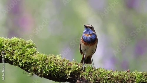 Bluethroat, Luscinia svecica. A singing bird sits on a beautiful branch