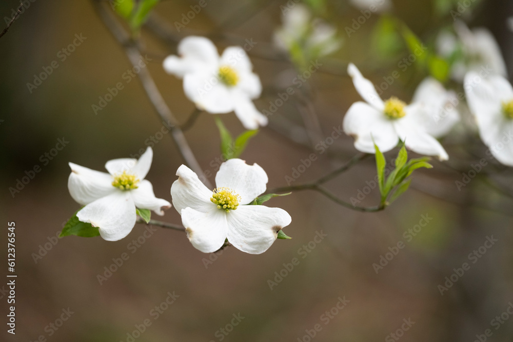 White Dogwood Blooms in Springtime White Dogwood Blooms in Springtime