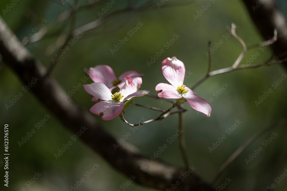 Pink Dogwood Blooms in Springtime Pink Dogwood Blooms in Springtime