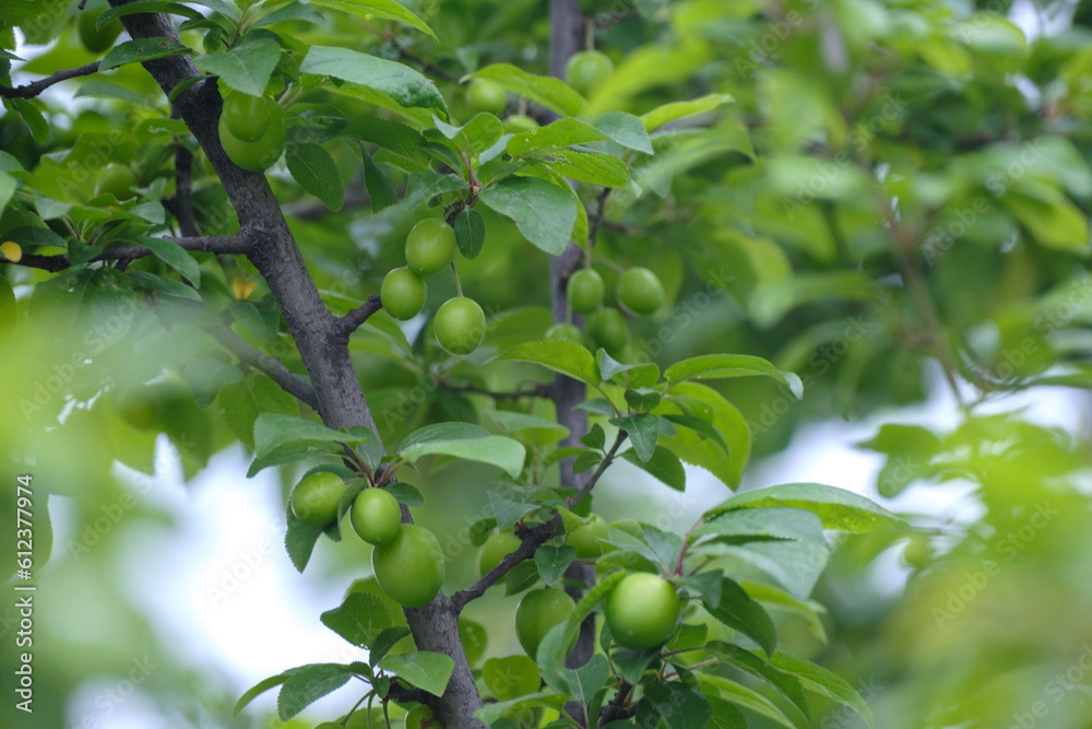 Green plum fruits and branches on a spring morning. selective Focus Branch.