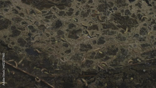 Dead set of maggots lie on field with plowed black soil. Concept of bait for fish and going fishing. Small pests living in nature and houses