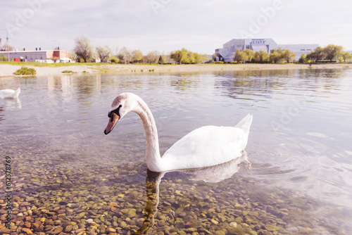 Graceful swan swims in a peaceful lake at park on spring day, its white feathers and blue reflections sparkling in the spring sunshine, creating a romantic reflection.	