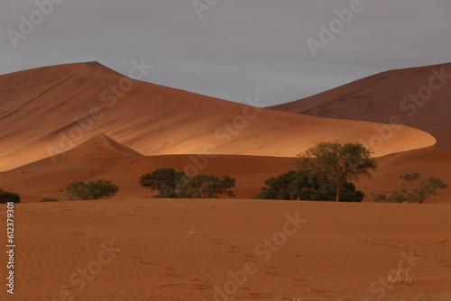 sand dunes in the desert