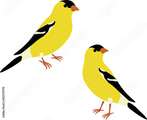 Photo Set of American goldfinch (Spinus tristis)