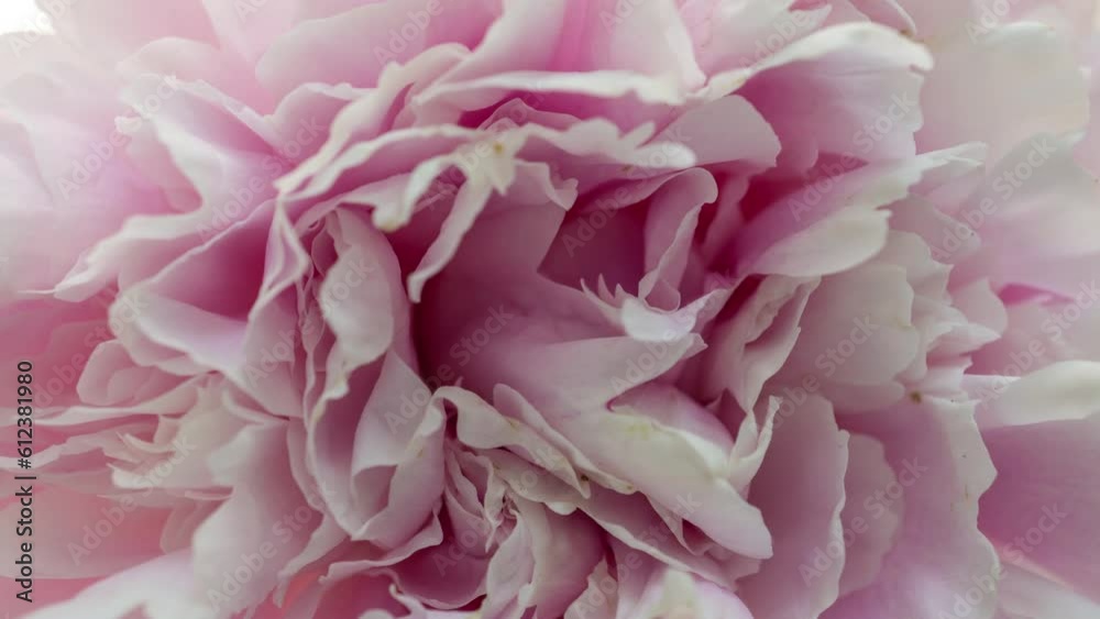 Beautiful pink Peony background. Blooming peony flower open, time lapse, close-up. Wedding backdrop, easter, Valentine's Day concept. 4K UHD video timelapse Beautiful pink Peony background. Blooming peony flower open, time lapse, close-up. Wedding backdrop, easter, Valentine's Day concept. 4K UHD video timelapse