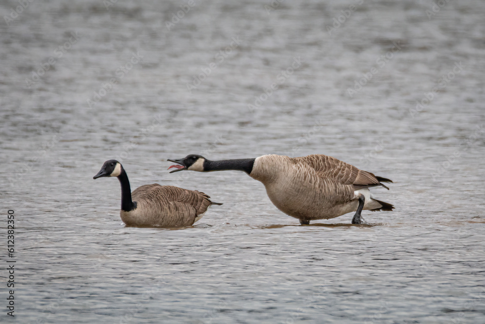 Obraz premium Canada Geese