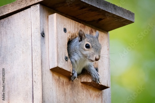 Squirrel in a bird's nest