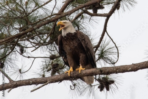 bald eagle on branch