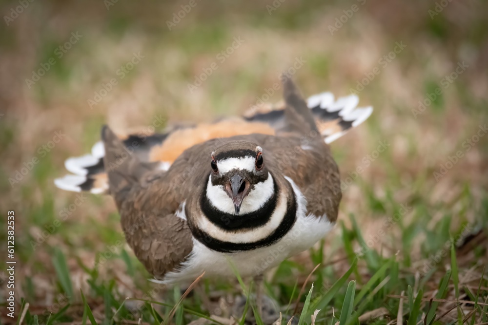 Fototapeta premium Kildeer protecting its nest 