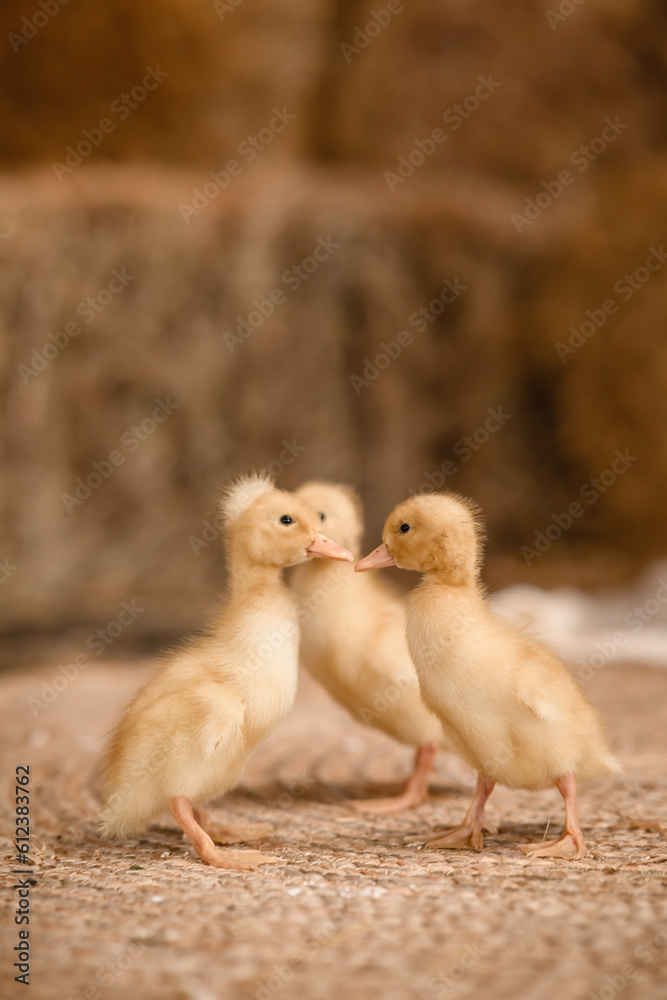 Three cute little ducklings are walking on rug on bokeh background. Сoncept of growing poultry.