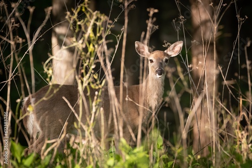 Fototapeta Naklejka Na Ścianę i Meble -  Deer in Tim's Ford State Park