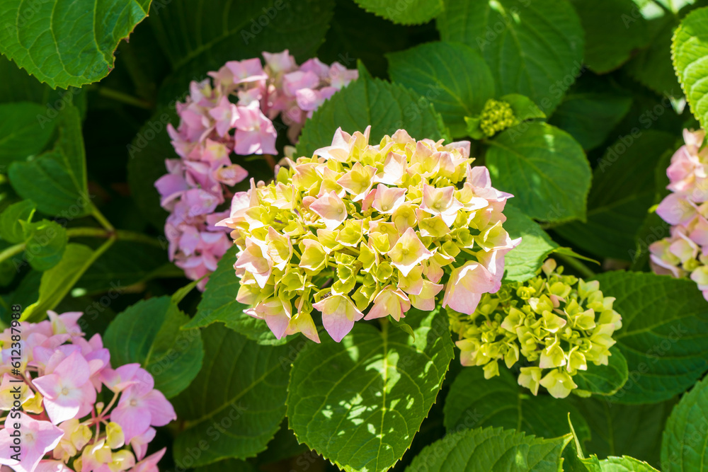 Pink Hydrangea macrophylla, commonly referred to as bigleaf hydrangea, is one of the most popular landscape shrubs owing to its large mophead flowers. Pink Hydrangea macrophylla, commonly referred to as bigleaf hydrangea, is one of the most popular landscape shrubs owing to its large mophead flowers.