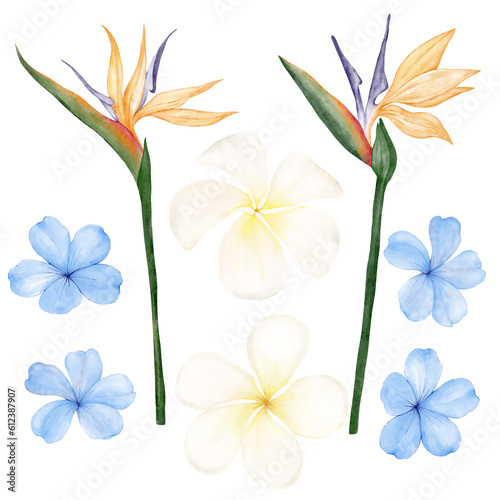 Set of exotic flowers on a white background