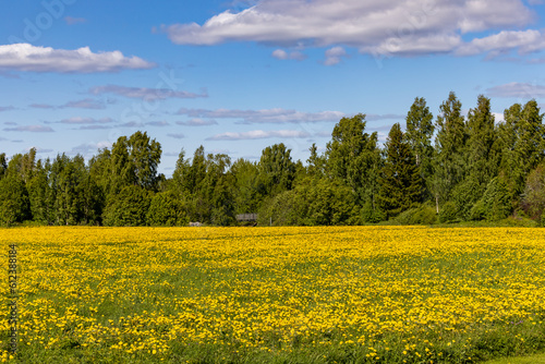 Skelleftea, Sweden A field of daffodils on a sunny day.  photo