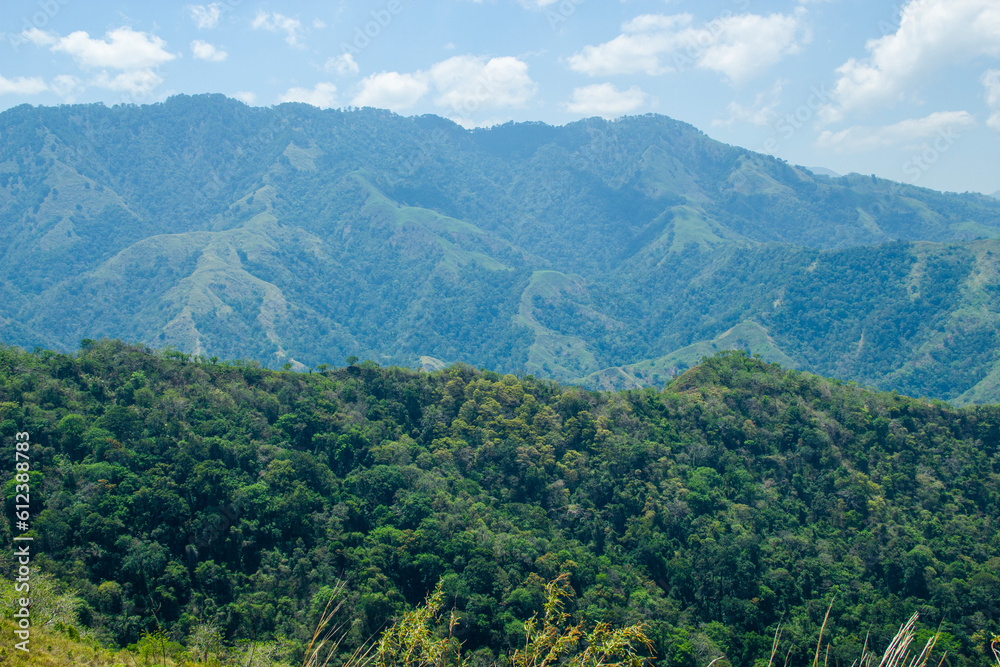 Naklejka premium Forest Mountain View