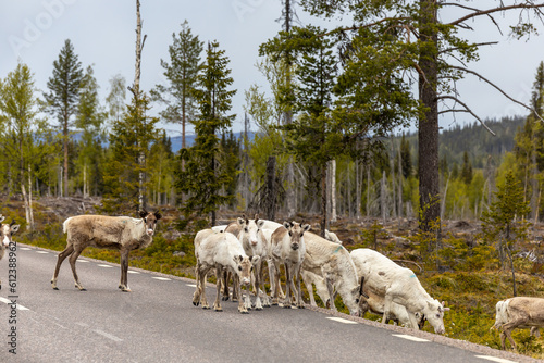 Arjeplog, Sweden Reindeer grazing on the side of the road pose a danger for mororists. photo