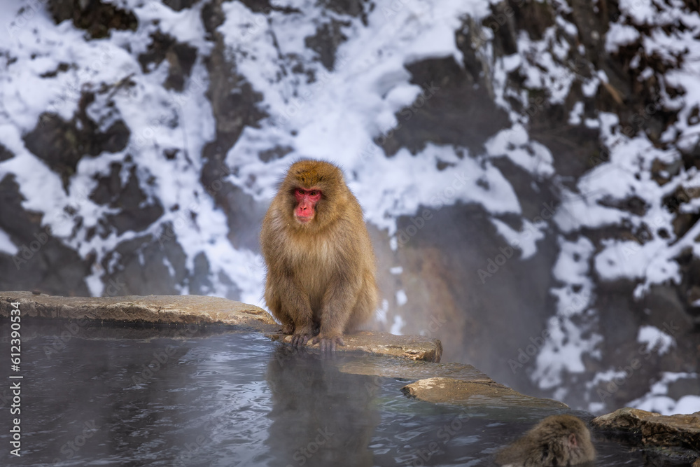 Japanese Snow monkey family,Jigokudani Monkey Park, Nagano, Japan
Japanese Snow monkey family,Jigokudani Monkey Park, Nagano, Japan