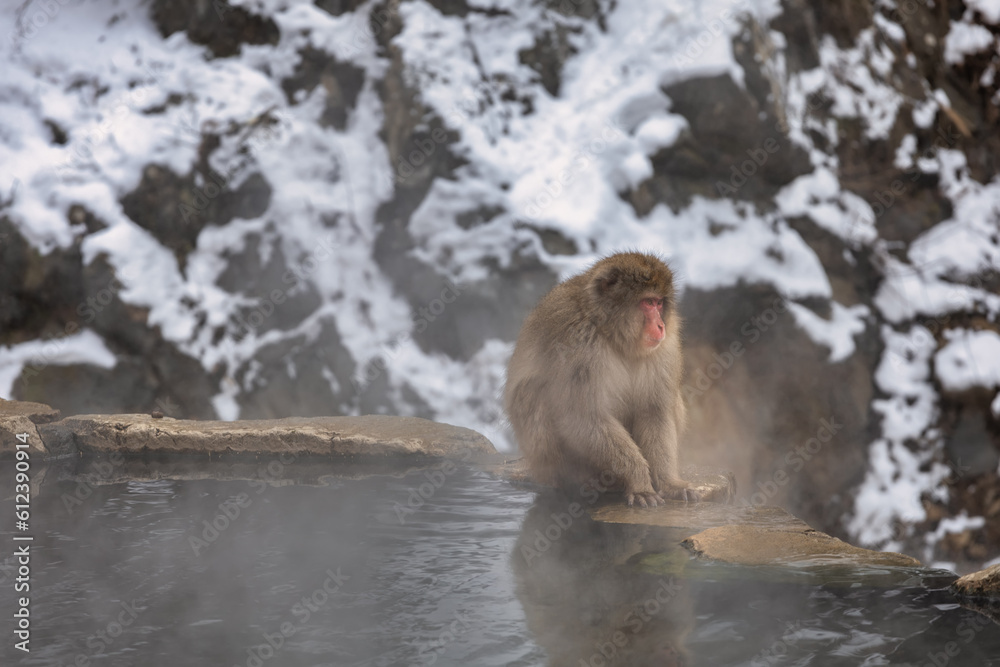 Japanese Snow monkey family,Jigokudani Monkey Park, Nagano, Japan
Japanese Snow monkey family,Jigokudani Monkey Park, Nagano, Japan