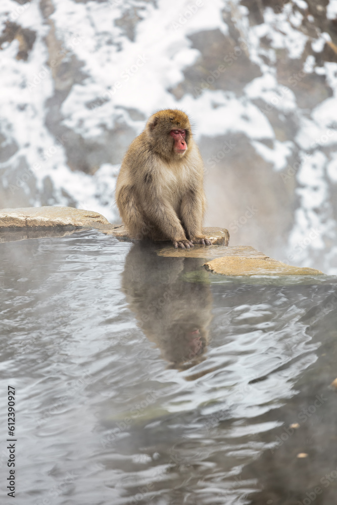 Naklejka premium Japanese Snow monkey family,Jigokudani Monkey Park, Nagano, Japan 