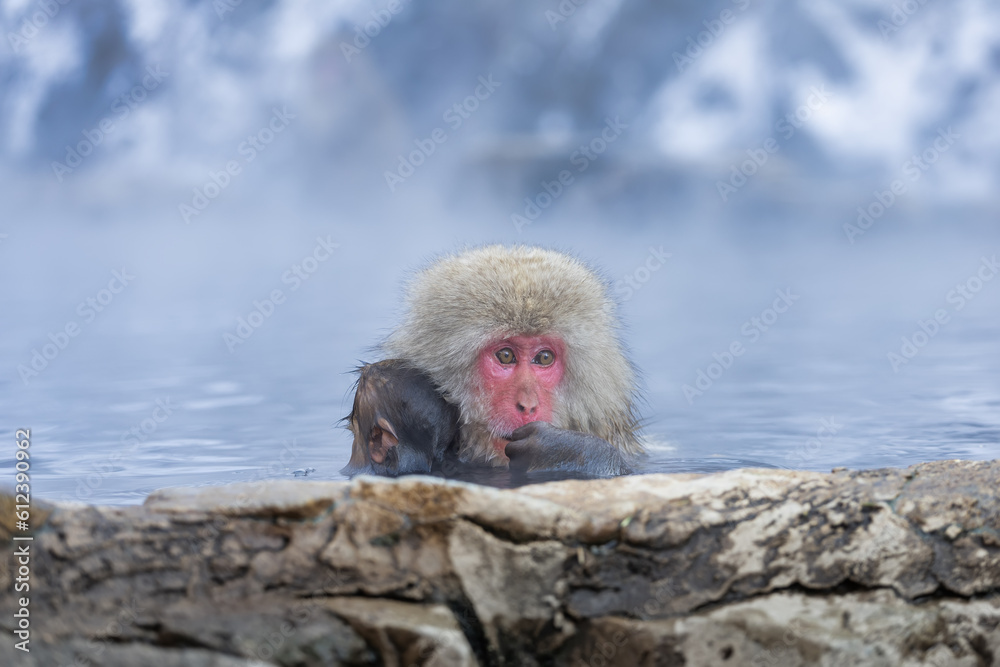 Fototapeta premium Japanese Snow monkey family,Jigokudani Monkey Park, Nagano, Japan