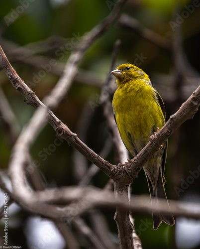 Atlantic canary © David
