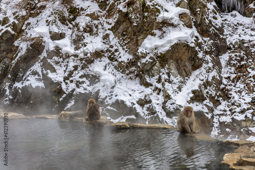 Fototapeta Naklejka Na Ścianę i Meble -  Japanese Snow monkey family,Jigokudani Monkey Park, Nagano, Japan
