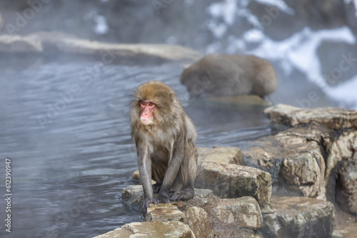 Japanese Snow monkey family Jigokudani Monkey Park  Nagano  Japan 