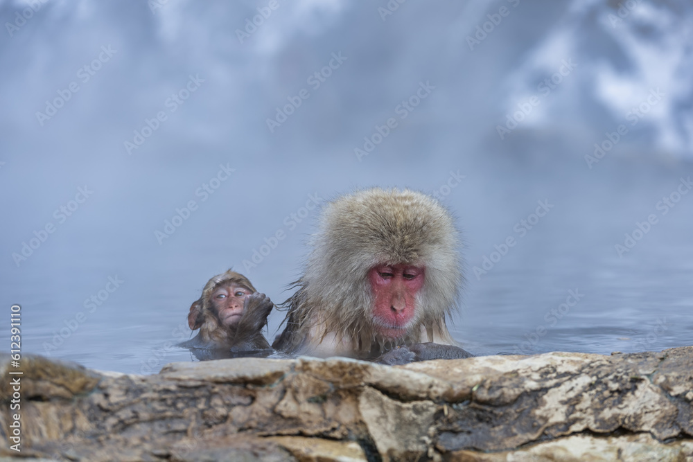 Naklejka premium Japanese Snow monkey family,Jigokudani Monkey Park, Nagano, Japan 