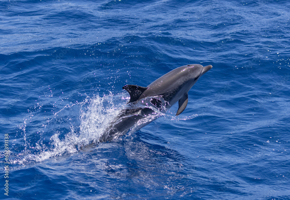 Fototapeta premium Common dolphins