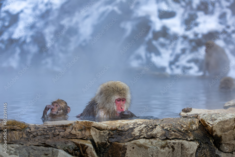Naklejka premium Japanese Snow monkey family,Jigokudani Monkey Park, Nagano, Japan 