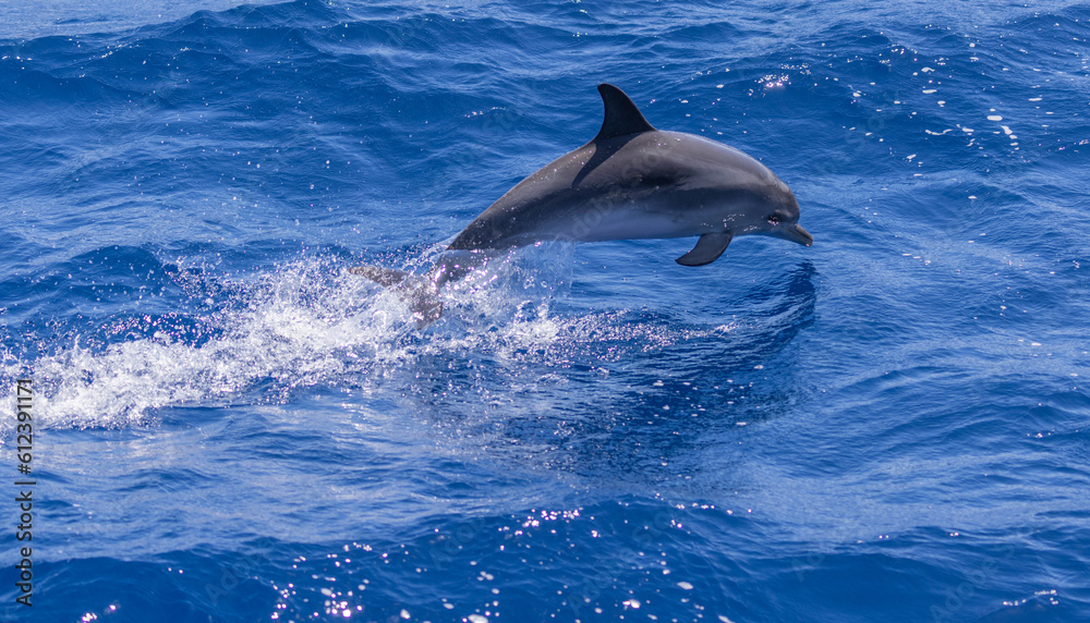 Fototapeta premium Common dolphins