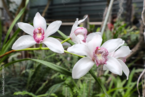 Close-up of beautiful white phalaenopsis orchid flower with natural background in the garden. Selective focus close up of purple moth orchids Phalaenopsis amabilis. Home plants in blossom.