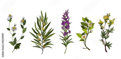 Set of tea plants