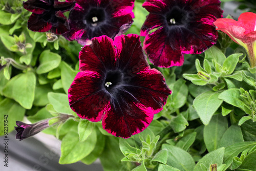 Dark red petunia in blooms potted closeup. flower arrangement of purple petunias with dark veins in the garden. Blooming garden flower with black petals in summertime close-up